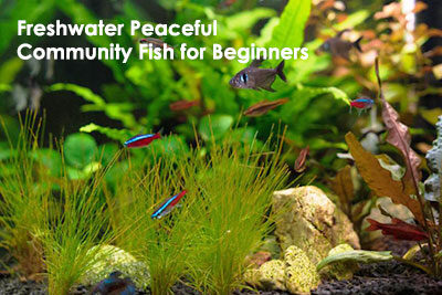 Freshwater Peaceful Community Fish for Beginners