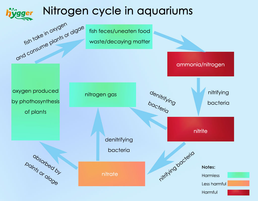 Nitrogen cycle in aquariums