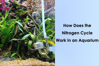 How Does the Nitrogen Cycle Work in an Aquarium