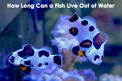 How Long Can a Fish Live Out of Water