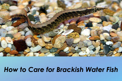 How to Care for Brackish Water Fish