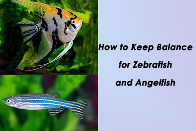 Keep balance for zebrafish and angelfish