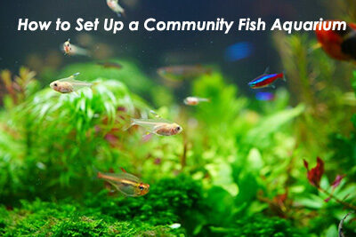 How to Set Up a Community Fish Aquarium