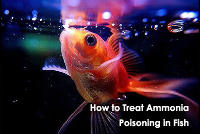 Ammonia poisoning treatment