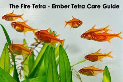 The Fire Tetra – Ember Tetra Care Guide