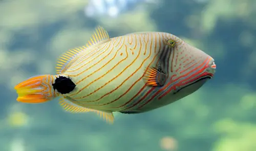 Trigger fish