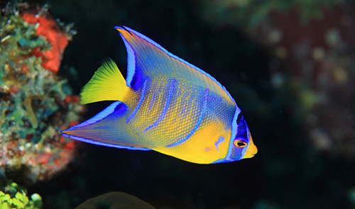 Queen Angelfish