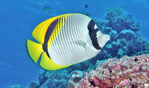 Lined Butterflyfish