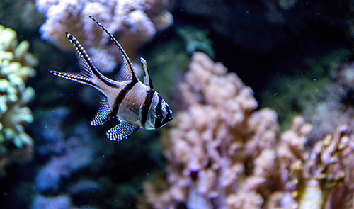 Banggai Cardinalfish