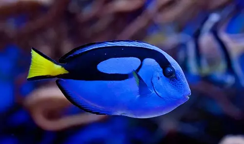 Blue Hippo Tang