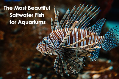 The Most Beautiful Saltwater Fish for Aquariums