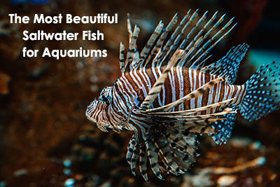 The Most Beautiful Saltwater Fish for Aquariums