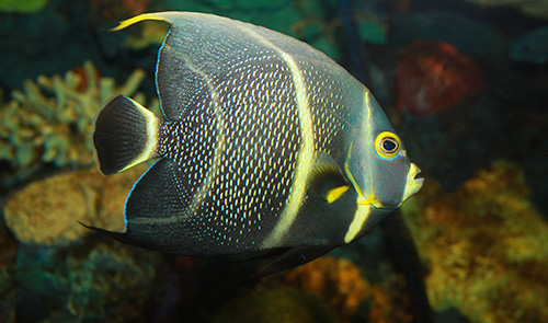 French Angelfish