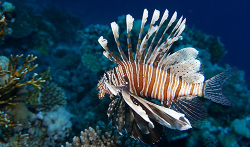 Lion Fish