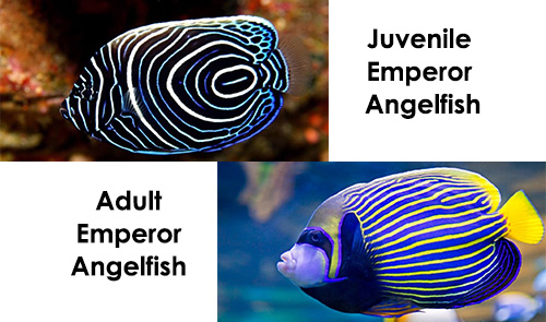 Emperor Angelfish