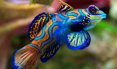 Mandarinfish