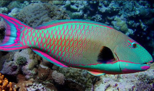 Rainbow Parrotfish