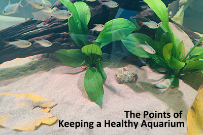 keep a healthy aquarium