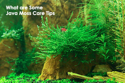 What are Some Java Moss Care Tips