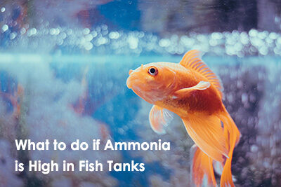 What to do if Ammonia is High in Fish Tanks