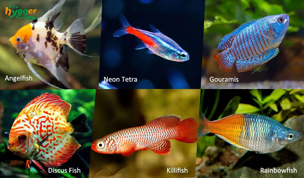 Aquarium Warm Water Fish for a Hot Summer - hygger