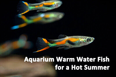 Aquarium Warm Water Fish for a Hot Summer