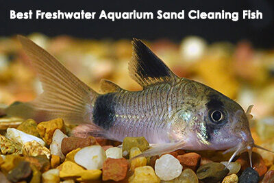 Best Freshwater Aquarium Sand Cleaning Fish