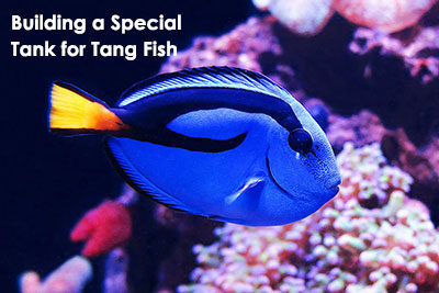 Building a Special Tank for Tang Fish