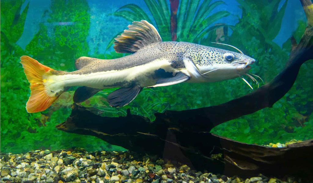 Red tail shop catfish care