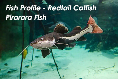 Fish Profile – Redtail Catfish Pirarara Fish