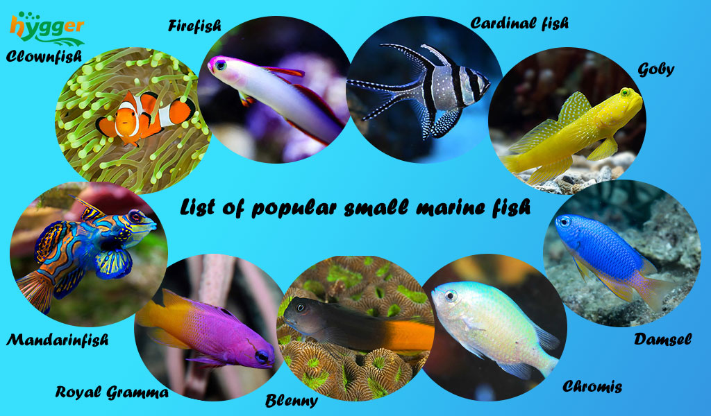 Easy freshwater fish to take care of hot sale