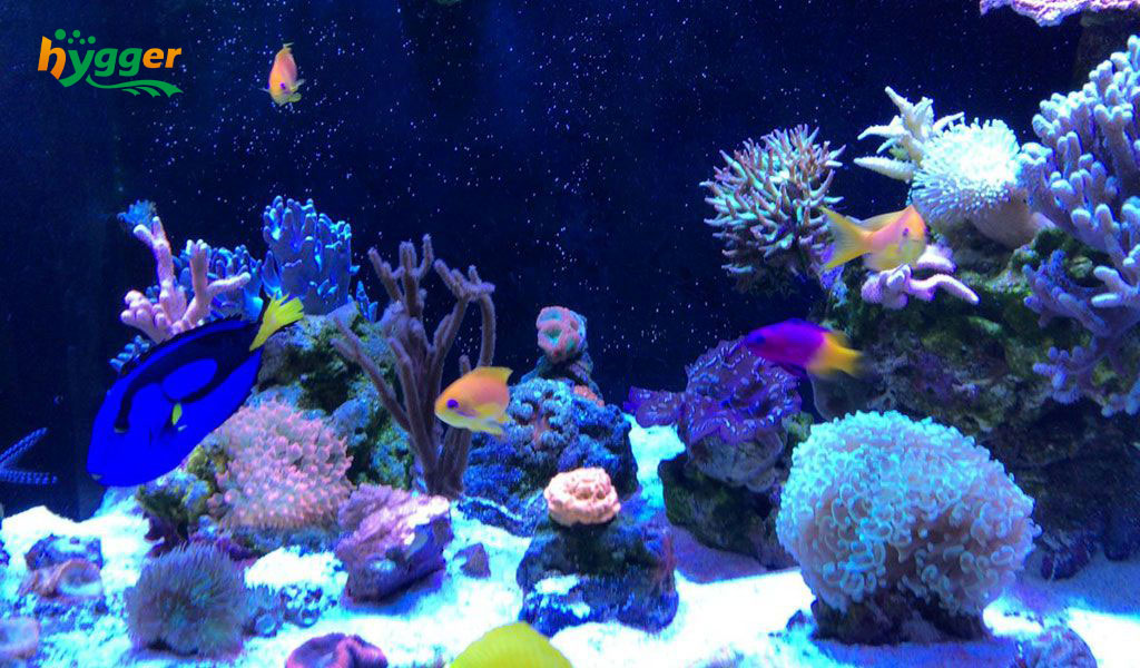 Guide to Take Care of Small Marine Fish - hygger