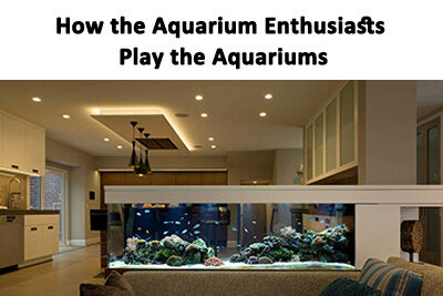 How the Aquarium Enthusiasts Play the Aquariums