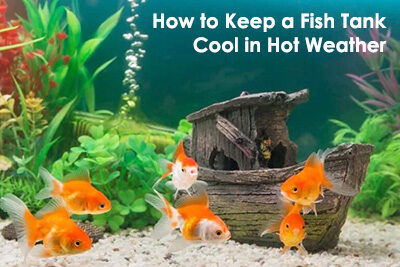 How to Keep a Fish Tank Cool in Hot Weather