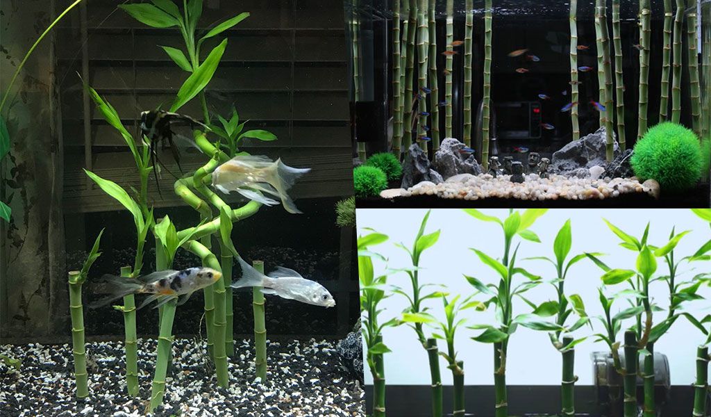 Lucky bamboo shop in aquarium filter
