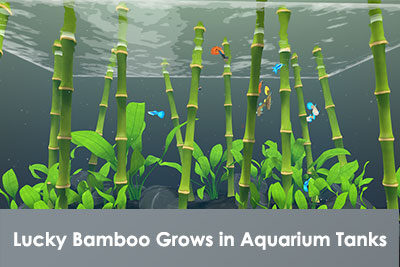 Lucky Bamboo Grows in Aquarium Tanks