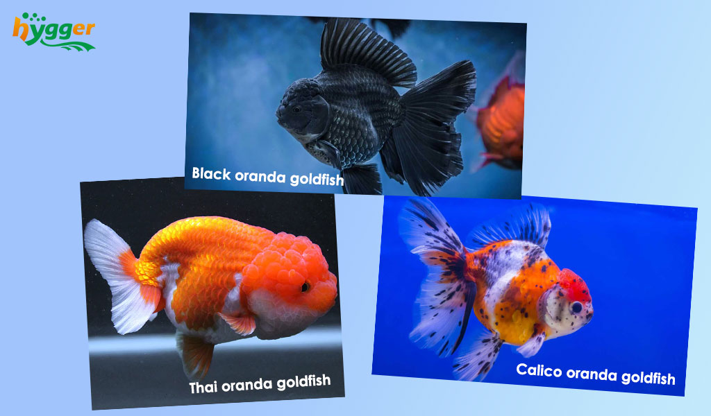 Oranda goldfish variety