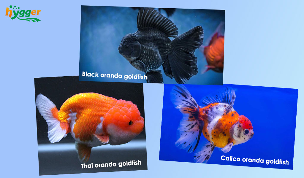 Oranda Goldfish Care Guide and Facts - hygger