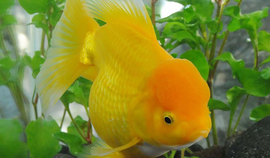 Oranda fish care hotsell
