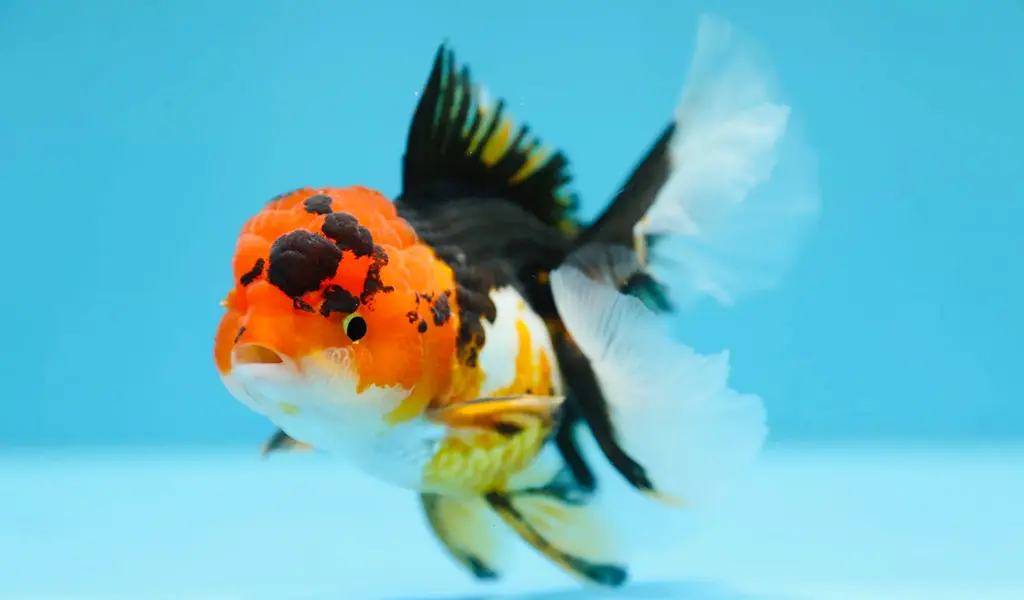 oranda goldfish