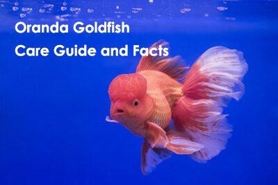Oranda Goldfish Care Guide and Facts