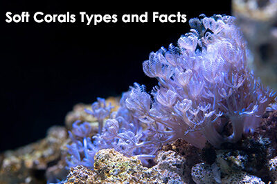 Soft Corals Types and Facts
