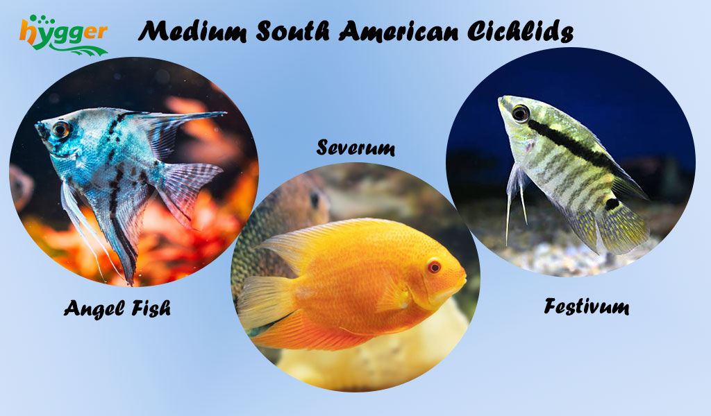 rare south american cichlids