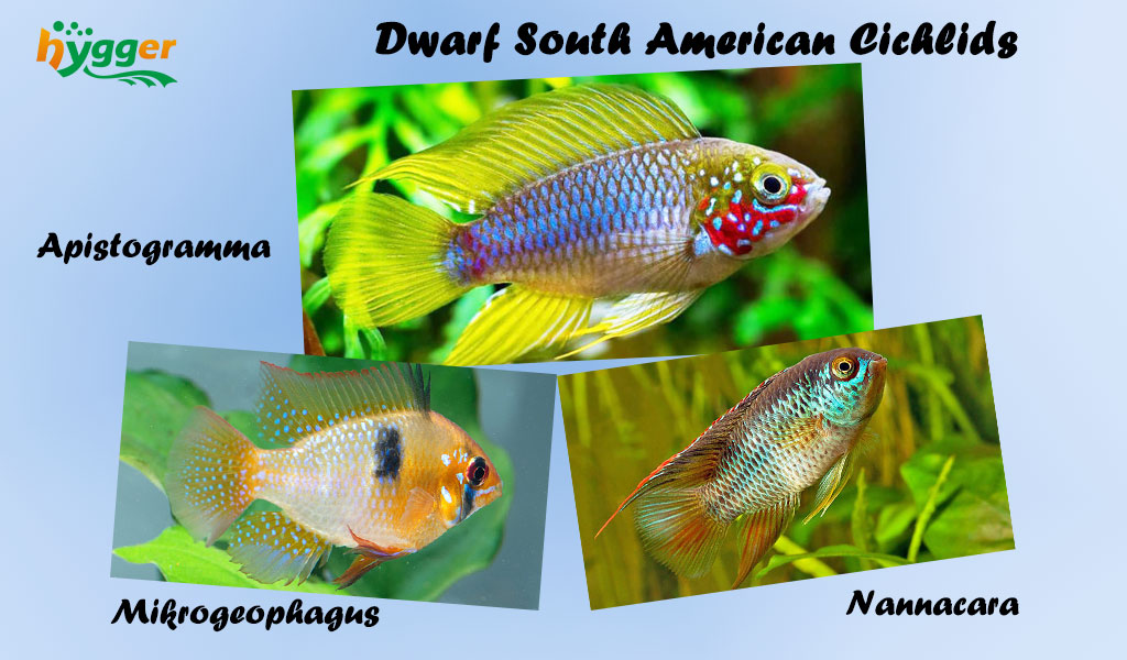 south american cichlids