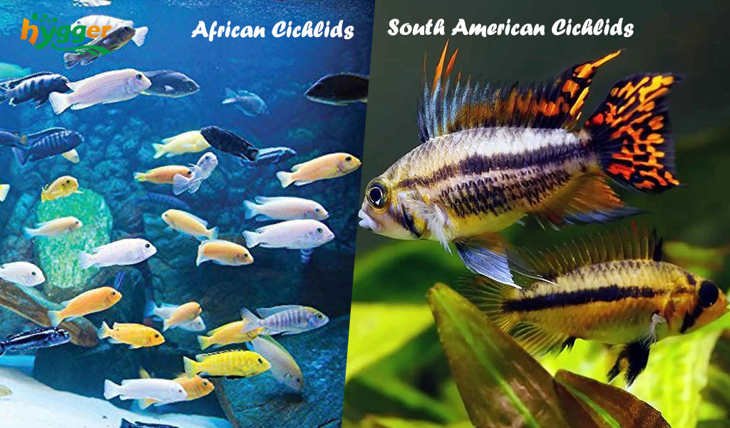 African Cichlid vs American Cichlid