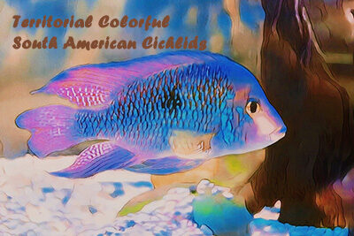 Territorial Colorful South American Cichlids