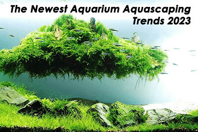 The Newest Aquarium Aquascaping Trends 2023