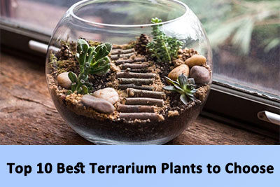 Top 10 Best Terrarium Plants to Choose