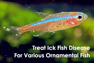 Treat Ick Fish Disease For Various Ornamental Fish