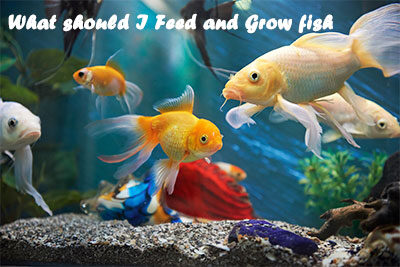What should I Feed and Grow fish